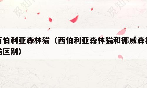 西伯利亚森林猫（西伯利亚森林猫和挪威森林猫区别）