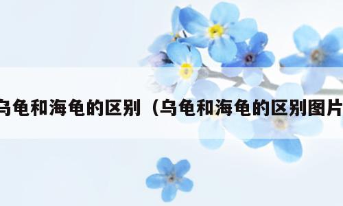 乌龟和海龟的区别（乌龟和海龟的区别图片）