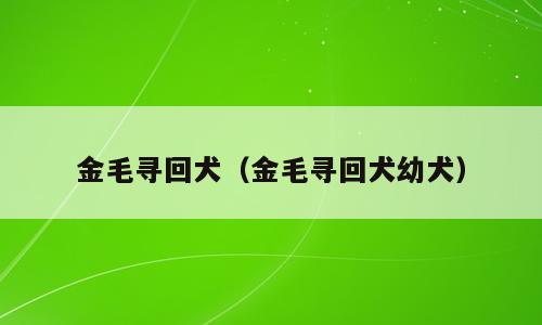 金毛寻回犬（金毛寻回犬幼犬）