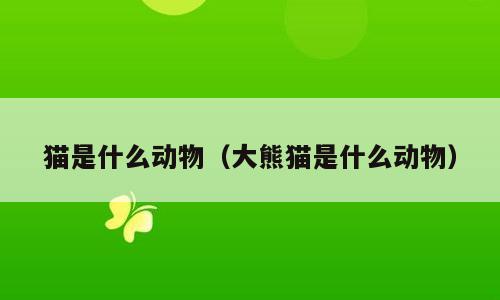 猫是什么动物（大熊猫是什么动物）