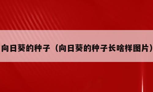 向日葵的种子（向日葵的种子长啥样图片）