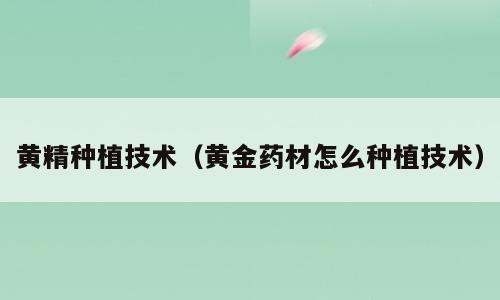 黄精种植技术（黄金药材怎么种植技术）