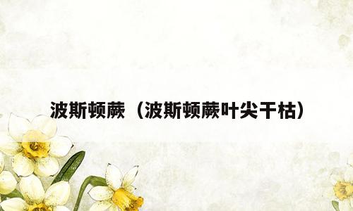 波斯顿蕨（波斯顿蕨叶尖干枯）