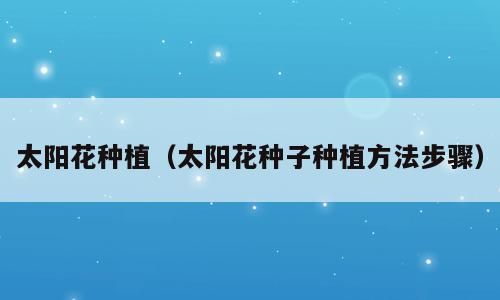 太阳花种植（太阳花种子种植方法步骤）