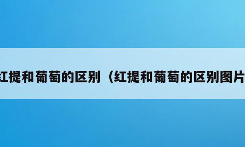 红提和葡萄的区别（红提和葡萄的区别图片）