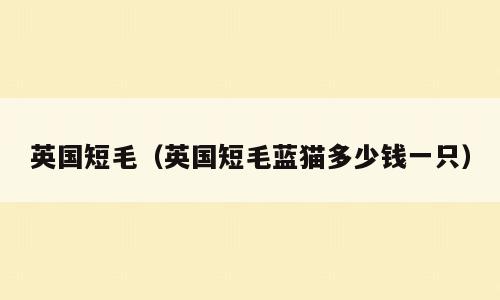 英国短毛（英国短毛蓝猫多少钱一只）
