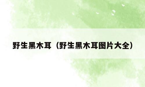 野生黑木耳（野生黑木耳图片大全）