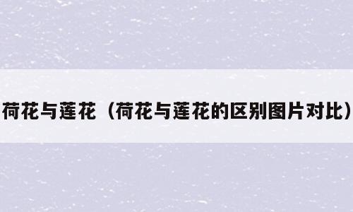 荷花与莲花（荷花与莲花的区别图片对比）