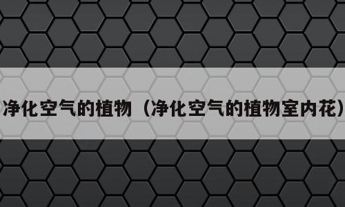 净化空气的植物（净化空气的植物室内花）