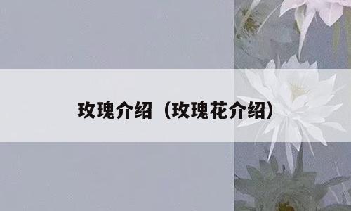 玫瑰介绍（玫瑰花介绍）