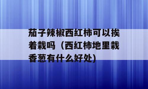 茄子辣椒西红柿可以挨着栽吗（西红柿地里栽香葱有什么好处)