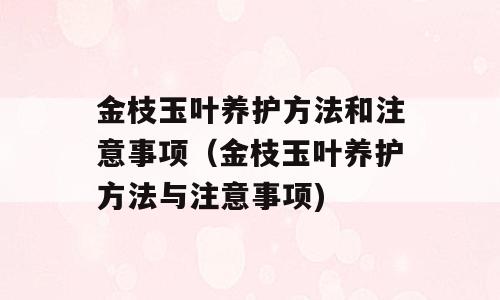 金枝玉叶养护方法和注意事项（金枝玉叶养护方法与注意事项)