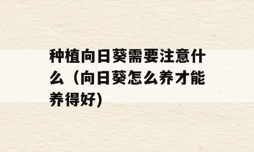 种植向日葵需要注意什么（向日葵怎么养才能养得好)
