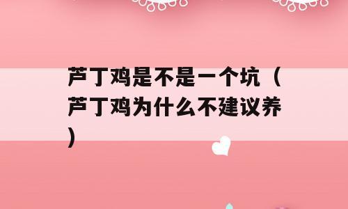 芦丁鸡是不是一个坑（芦丁鸡为什么不建议养)