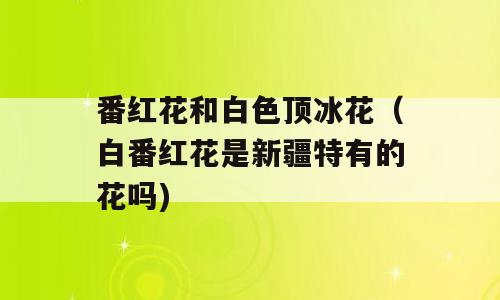 番红花和白色顶冰花（白番红花是新疆特有的花吗)