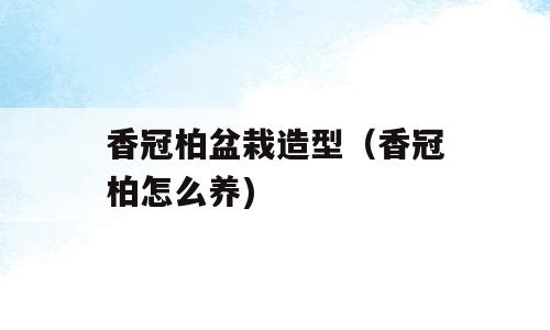 香冠柏盆栽造型（香冠柏怎么养)