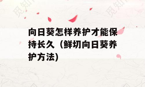 向日葵怎样养护才能保持长久（鲜切向日葵养护方法)