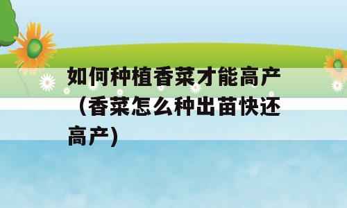如何种植香菜才能高产（香菜怎么种出苗快还高产)