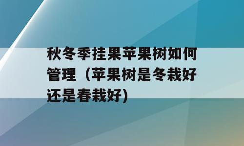 秋冬季挂果苹果树如何管理（苹果树是冬栽好还是春栽好)