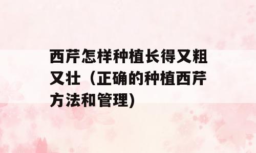 西芹怎样种植长得又粗又壮（正确的种植西芹方法和管理)