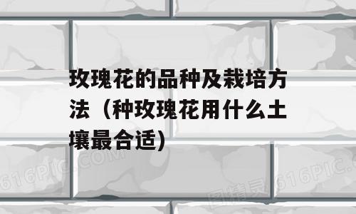 玫瑰花的品种及栽培方法（种玫瑰花用什么土壤最合适)