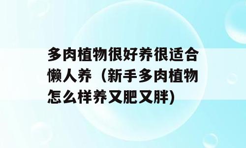 多肉植物很好养很适合懒人养（新手多肉植物怎么样养又肥又胖)