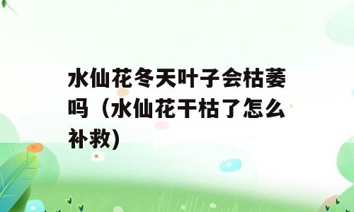 水仙花冬天叶子会枯萎吗（水仙花干枯了怎么补救)