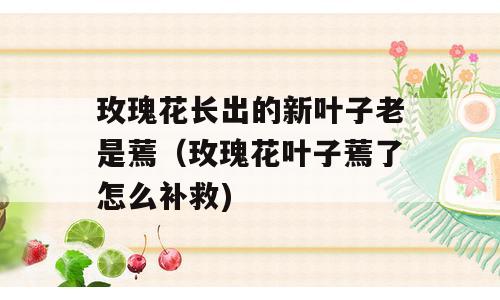 玫瑰花长出的新叶子老是蔫（玫瑰花叶子蔫了怎么补救)