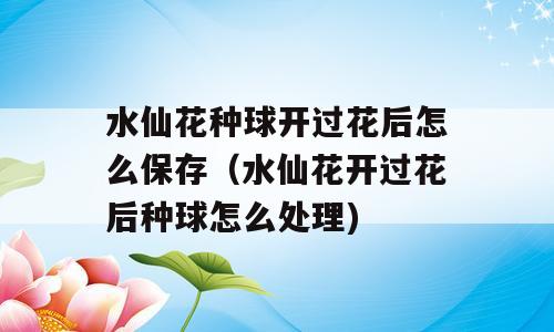 水仙花种球开过花后怎么保存（水仙花开过花后种球怎么处理)