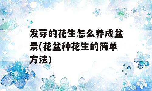 发芽的花生怎么养成盆景(花盆种花生的简单方法)