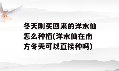 冬天刚买回来的洋水仙怎么种植(洋水仙在南方冬天可以直接种吗)