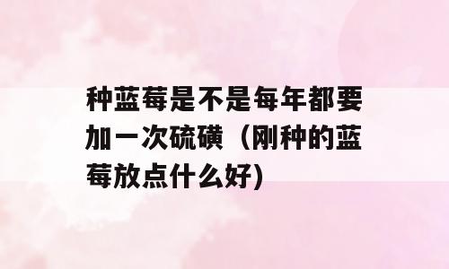 种蓝莓是不是每年都要加一次硫磺（刚种的蓝莓放点什么好)