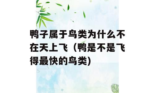 鸭子属于鸟类为什么不在天上飞（鸭是不是飞得最快的鸟类)