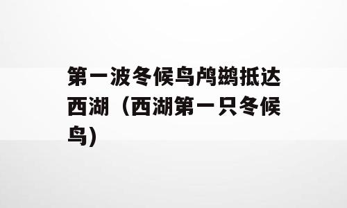 第一波冬候鸟鸬鹚抵达西湖（西湖第一只冬候鸟)