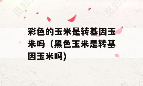彩色的玉米是转基因玉米吗（黑色玉米是转基因玉米吗)