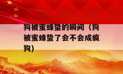 狗被蜜蜂蛰的瞬间（狗被蜜蜂蛰了会不会成疯狗)