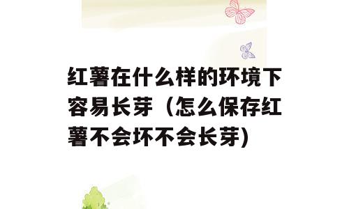 红薯在什么样的环境下容易长芽（怎么保存红薯不会坏不会长芽)