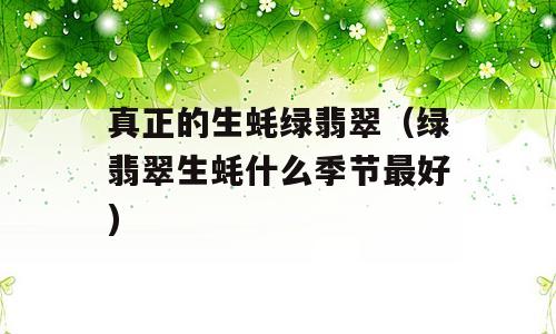 真正的生蚝绿翡翠（绿翡翠生蚝什么季节最好)