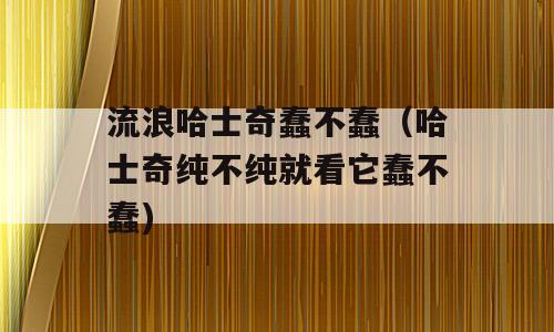 流浪哈士奇蠢不蠢（哈士奇纯不纯就看它蠢不蠢)