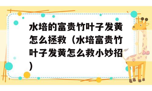 水培的富贵竹叶子发黄怎么拯救（水培富贵竹叶子发黄怎么救小妙招)