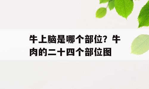牛上脑是哪个部位？牛肉的二十四个部位图