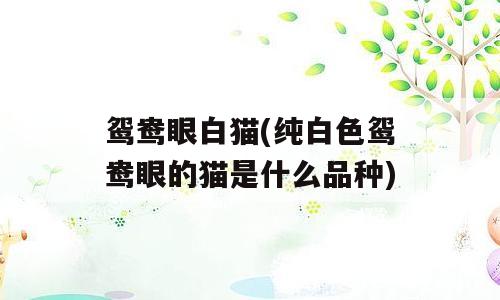 鸳鸯眼白猫(纯白色鸳鸯眼的猫是什么品种)
