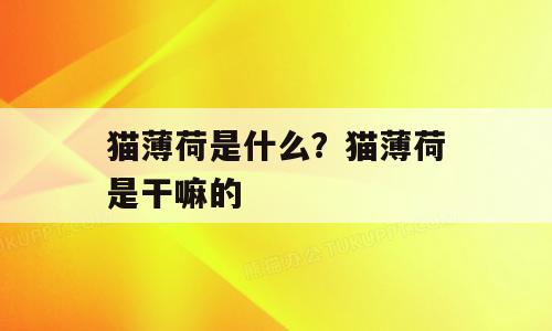 猫薄荷是什么？猫薄荷是干嘛的