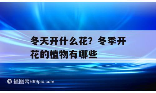 冬天开什么花？冬季开花的植物有哪些