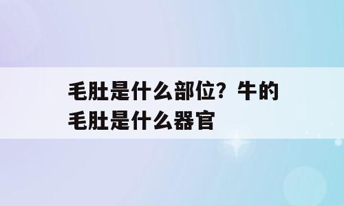 毛肚是什么部位？牛的毛肚是什么器官