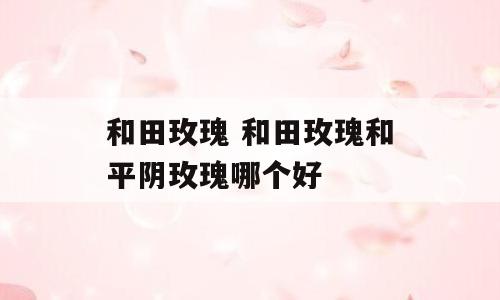 和田玫瑰 和田玫瑰和平阴玫瑰哪个好