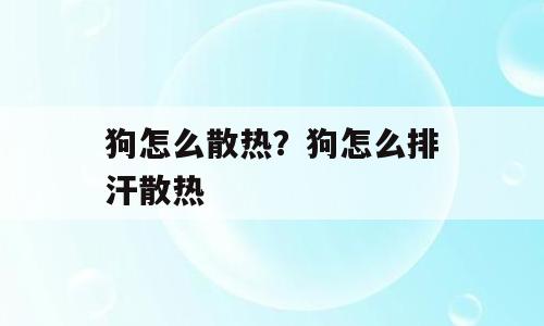 狗怎么散热？狗怎么排汗散热