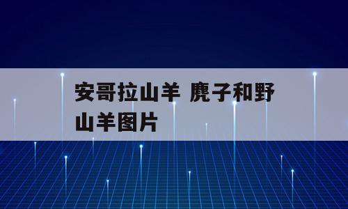 安哥拉山羊 麂子和野山羊图片