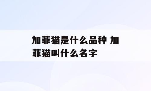 加菲猫是什么品种 加菲猫叫什么名字