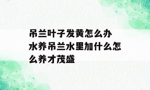 吊兰叶子发黄怎么办 水养吊兰水里加什么怎么养才茂盛